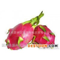 火龍果粉全溶于水 供應火龍果濃縮汁粉150目 火龍果速溶粉沖調品