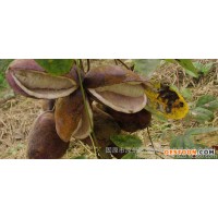 三葉木桶果提取物批發(fā)價 香草批發(fā)八月瓜藤果多糖含量