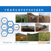 鹽膚木果提取物批發(fā)價格 五倍子粉130目 鹽膚木濃縮浸膏生產商