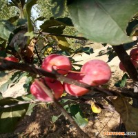 當(dāng)年結(jié)果粉芽海棠苗價格劃算的芭蕾舞海棠地栽