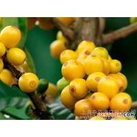 上海巴西咖啡豆進(jìn)口報關(guān)流程