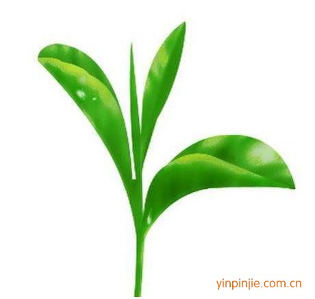 福建綠葉茶業(yè)股份有限公司