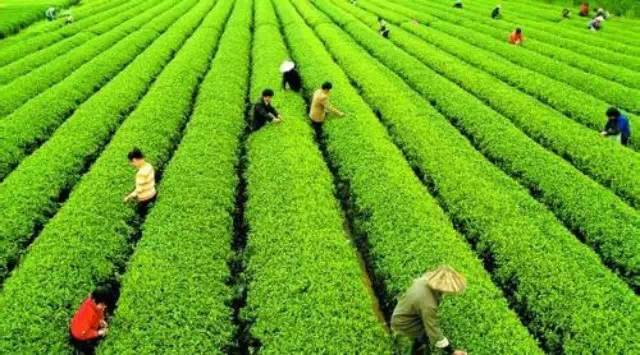 【大數(shù)據(jù)】茶葉大數(shù)據(jù)，顛覆你的思想