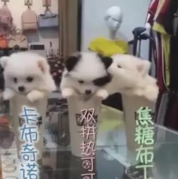 以“茶杯犬”作為奶茶店?duì)I銷噱頭，你了解真相后還會(huì)這么做？