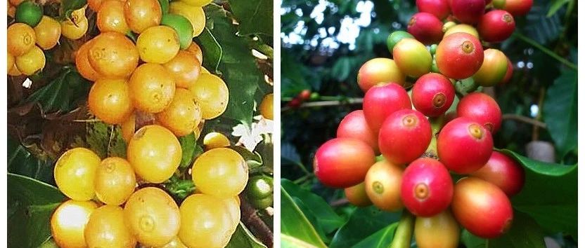 黃波旁&紅波旁的風味差異，你喝的出來嗎？