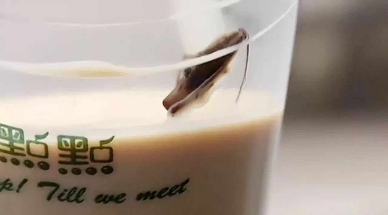 點(diǎn)點(diǎn)奶茶喝出蟑螂？這個(gè)問題你也要趕緊自查