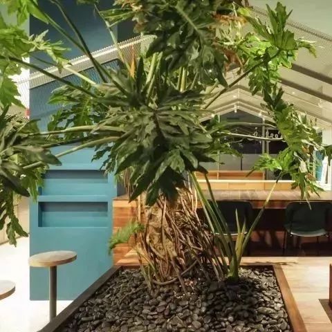 如何只靠綠植設(shè)計一家店？這家咖啡館給你靈感