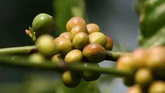 波旁專題 | 巴西紅果、皇后、哈尼亞風(fēng)味對(duì)比