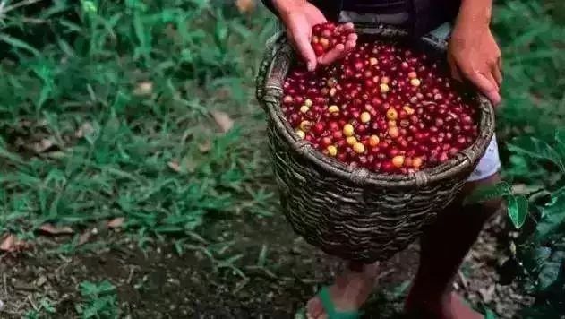 小白品鑒 | 一篇文章帶你了解非洲、亞洲、美洲的咖啡風(fēng)味