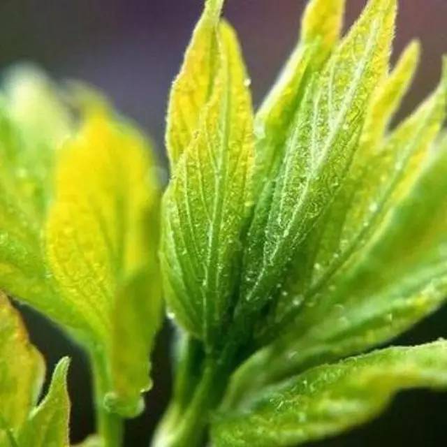 你對(duì)“茶葉稀土超標(biāo)”了解有多少？