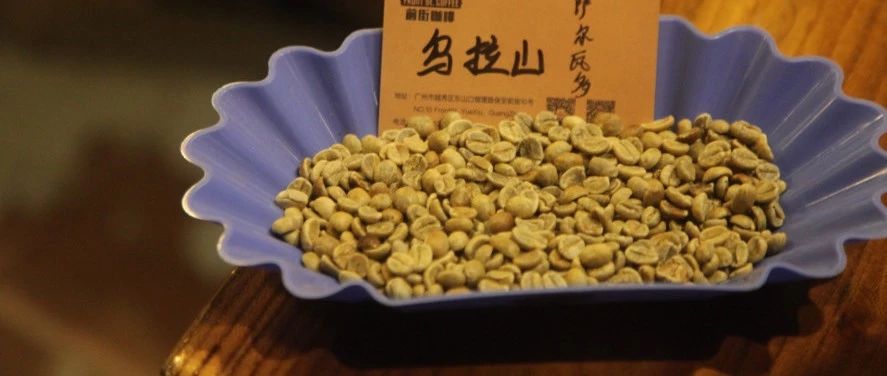 新豆來襲 | 喝一杯“火山之地”的薩爾瓦多蜜處理！