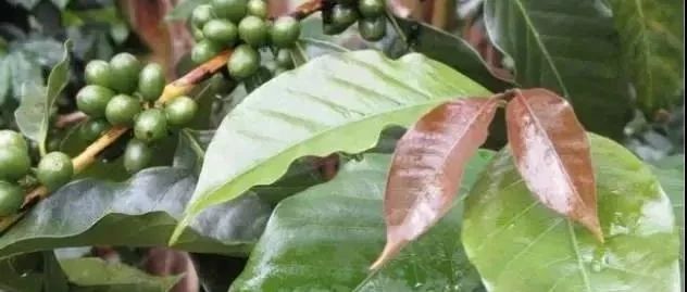 【前街咖啡師手記】鐵皮卡品種專題|牙買加藍山與夏威夷科納咖啡的區(qū)別