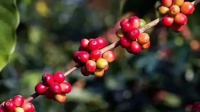 阿拉比卡咖啡和羅布斯塔咖啡豆到底有什么區(qū)別？