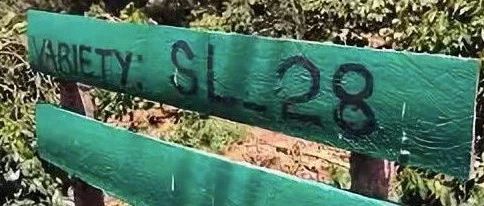 【前街咖啡師手記】關于肯尼亞SL 品種的前世今生描述