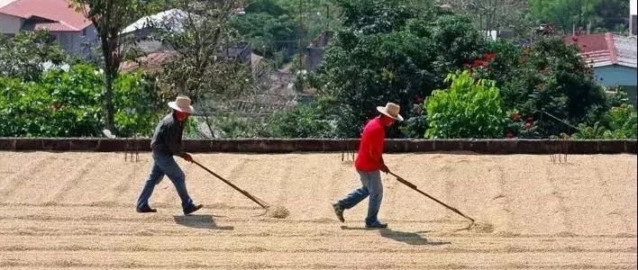 世界咖啡巡禮 | 第 站 洪都拉斯 大咖啡產(chǎn)區(qū)