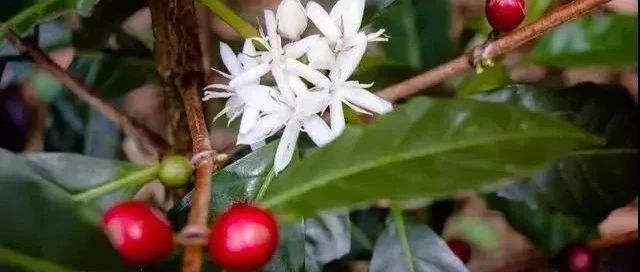 巴拿馬日曬瑰夏對(duì)比 | 詹森、紅標(biāo)、綠標(biāo)有啥不同？