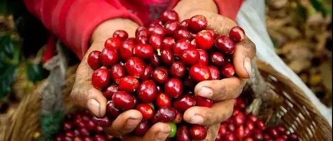 風(fēng)味辨別 | 非洲、亞洲、美洲精品咖啡豆的區(qū)別？