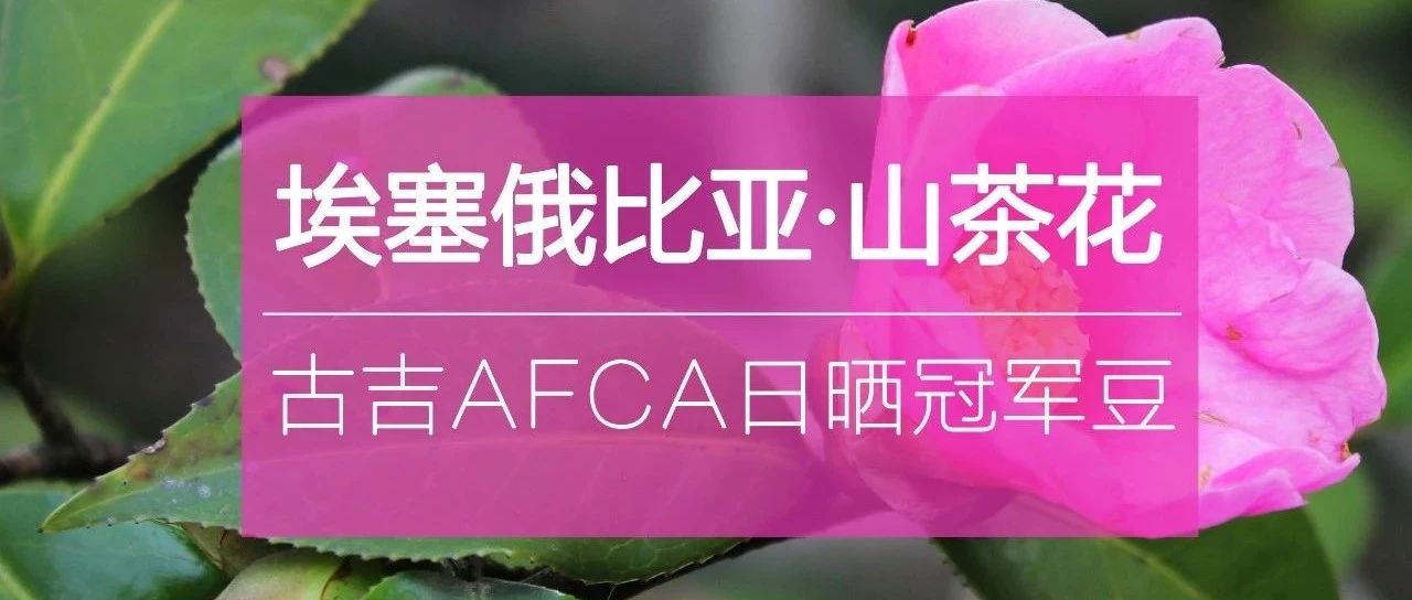. 元購日曬冠軍豆？速度入手！