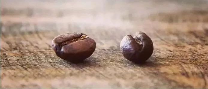 咖啡豆話題 | 圓豆與平豆風(fēng)味有區(qū)別？