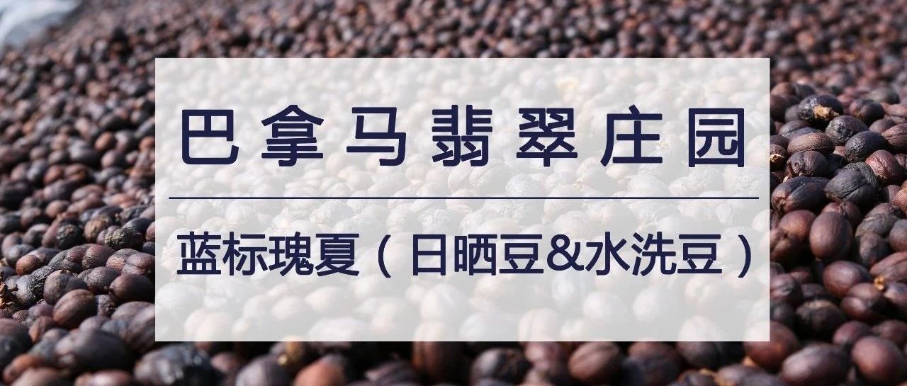 藍(lán)標(biāo)日曬瑰夏  元購！首發(fā)嘗鮮特惠，僅在月 日當(dāng)天！