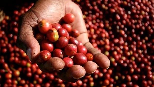 什么是COE？什么是水洗，日曬，蜜處理？認(rèn)識(shí)款甜度高的豆子