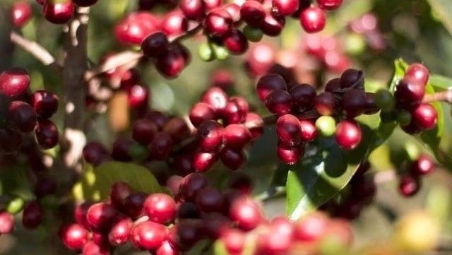 【洪都拉斯 甜橙莊園】專題報(bào)告 | 前街研習(xí)課室