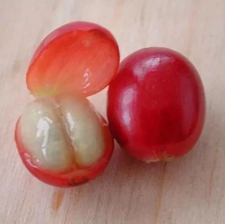 咖啡知識 | 公豆＆母豆＆圓豆＆平豆有何區(qū)別？