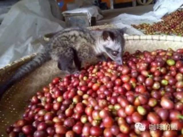 揭秘頂級“貓屎咖啡”，麝香貓選豆比機器還厲害？