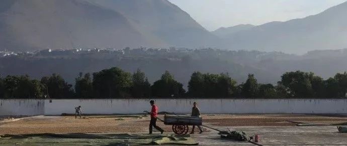 女主播為啥一句話頂銷售跑全國！秒賣空. 噸咖啡??！