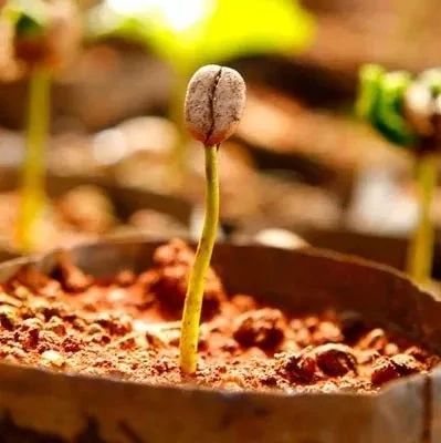 咖啡樹種有哪些？揭開咖啡的神秘面紗吧！（二）