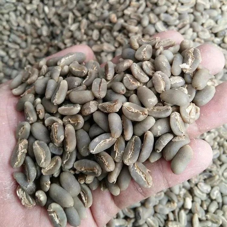 科普 | 長身龍果曼特寧是什么咖啡品種？