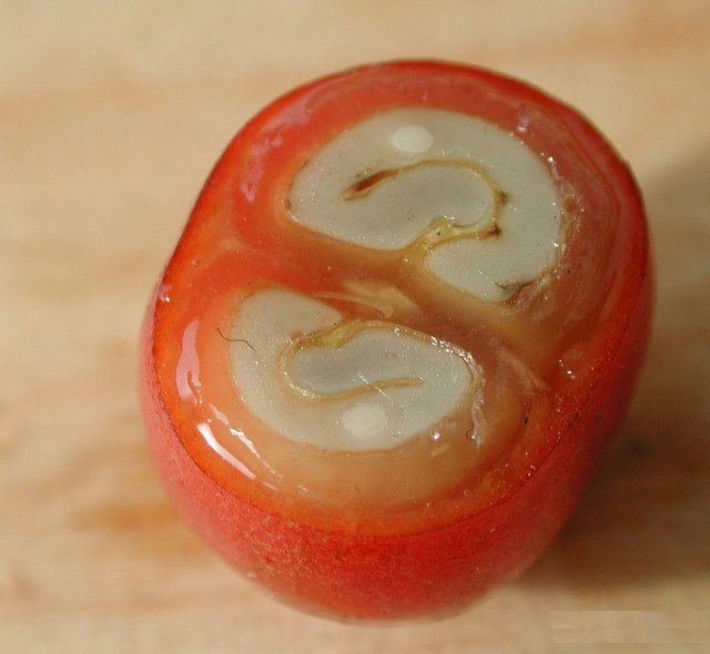 華麗麗的咖啡豆解剖圖