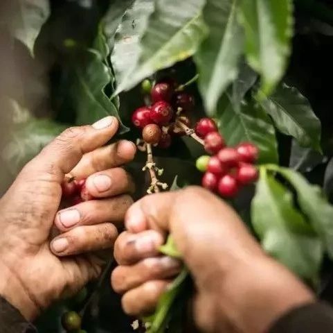 同樣是【鐵皮卡】品種咖啡，牙買(mǎi)加藍(lán)山與夏威夷科納的區(qū)別在哪？