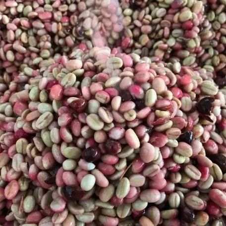 盤點咖啡界幾種的咖啡生豆「特殊處理法」！