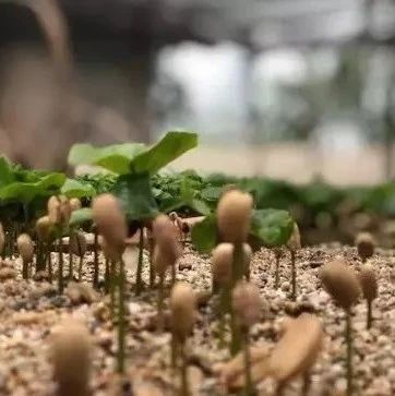 咖啡品種 | 云南小?？Х辱F畢卡和卡蒂姆怎么區(qū)分？