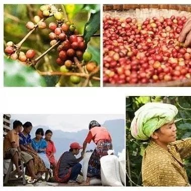咖啡生豆的挑選 | 咖啡生豆的品質(zhì)與什么有關(guān)？