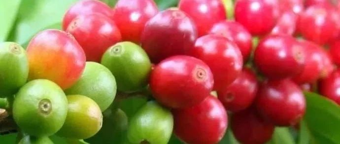 咖啡專業(yè)詞匯大集合|再也不怕空氣突然安靜了！!