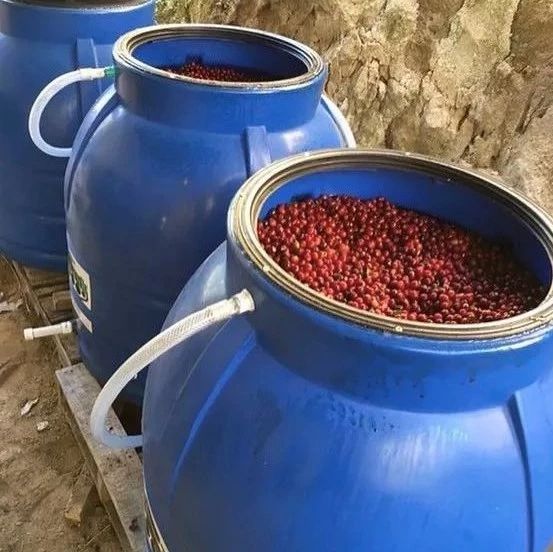 咖啡知識 | 這幾年飽受爭議的厭氧處理法是什么？