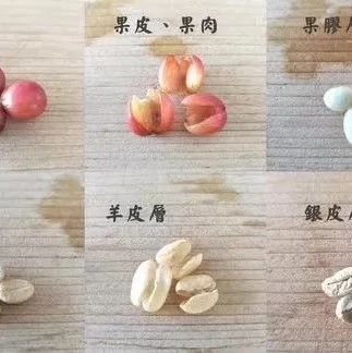 入門｜咖啡果的構(gòu)造是什么？怎么分辨咖啡里的花香？