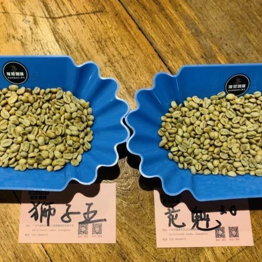 咖啡知識(shí) | 西達(dá)摩古吉產(chǎn)區(qū)獅子王與花魁 .區(qū)別?。? title=