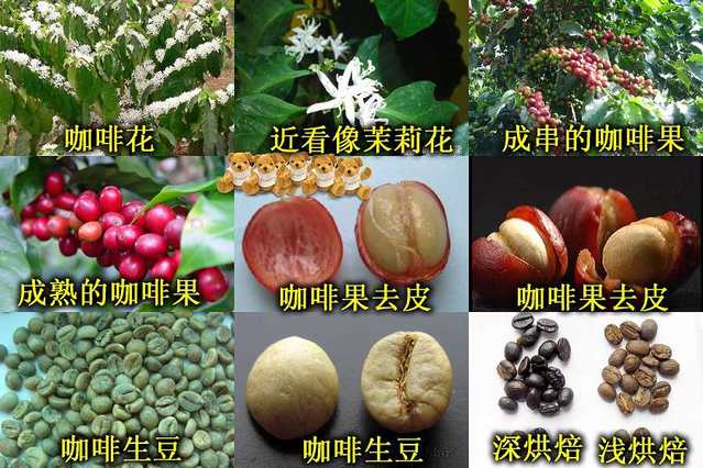 一張圖讓您進一步了解咖啡