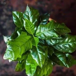 科普 | 咖啡豆是如何種植的？