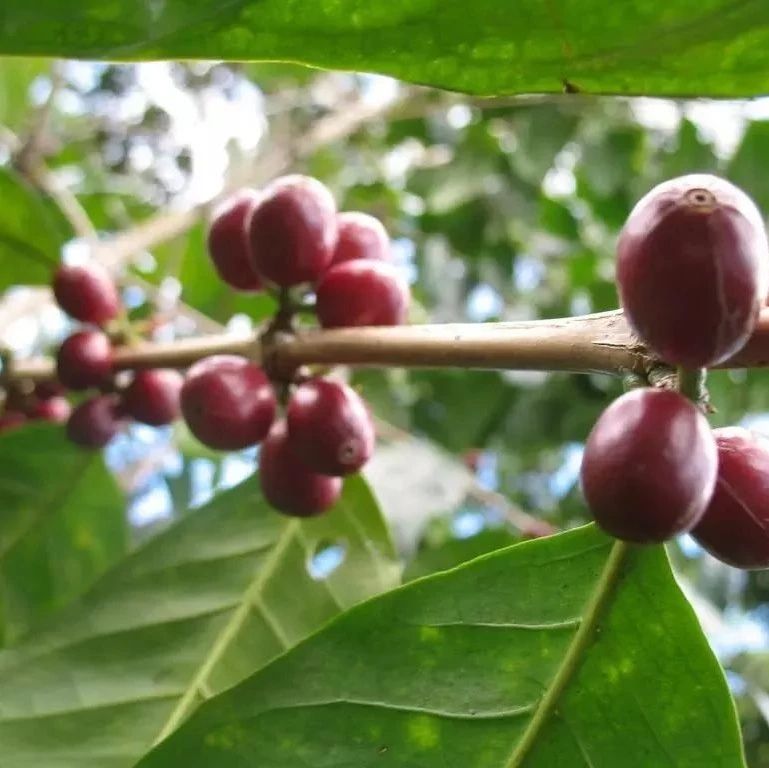 巴拿馬翡翠莊園 | 頂級(jí)Geisha咖啡為何如此聞名？