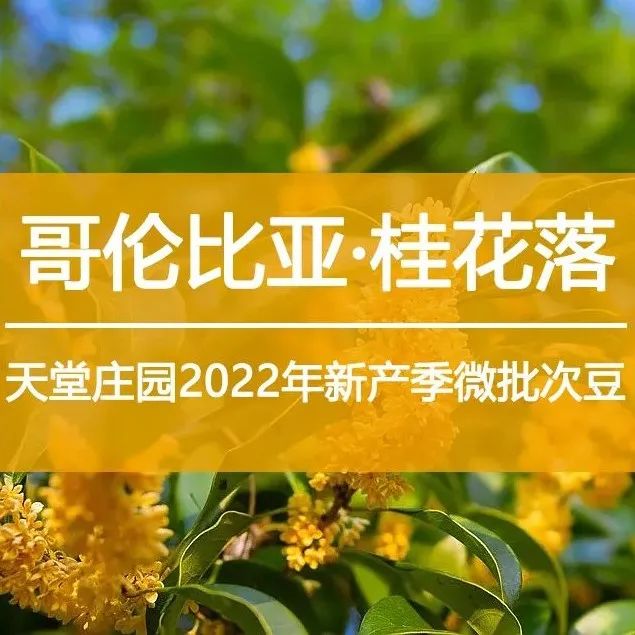 秋天最愛桂花香>這款手沖豆喝愛上 :)