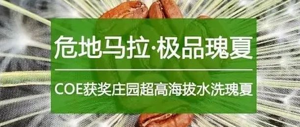 你喝過(guò)危地馬拉瑰夏嗎？(有福利)