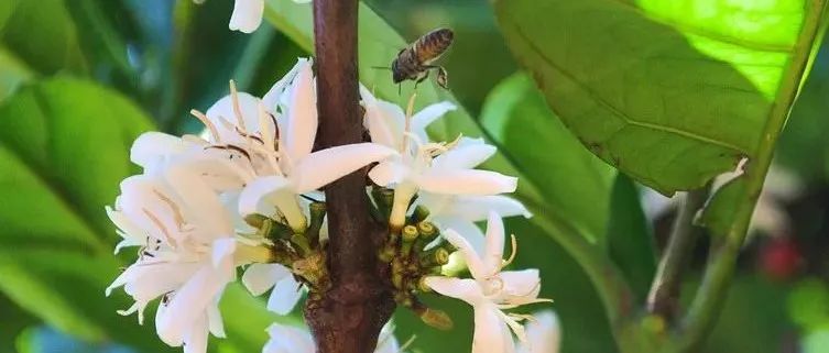 你喝過咖啡花茶嗎？比競標(biāo)瑰夏還搶手！