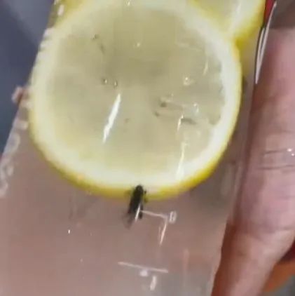 又有飲品喝出蟲！門店獲利元被罰萬元